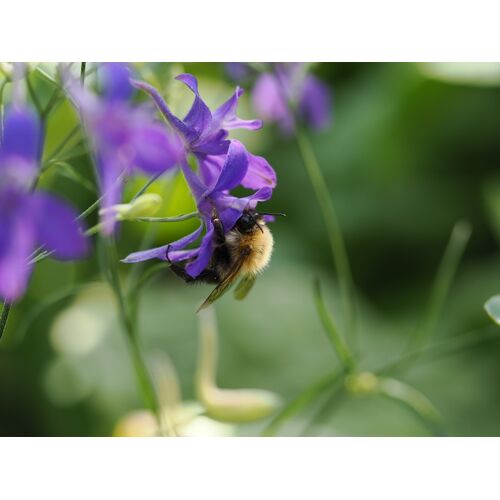 Nur Insekten mit langem Rüssel gelangen an den tief im Sporn verborgenen Nektar